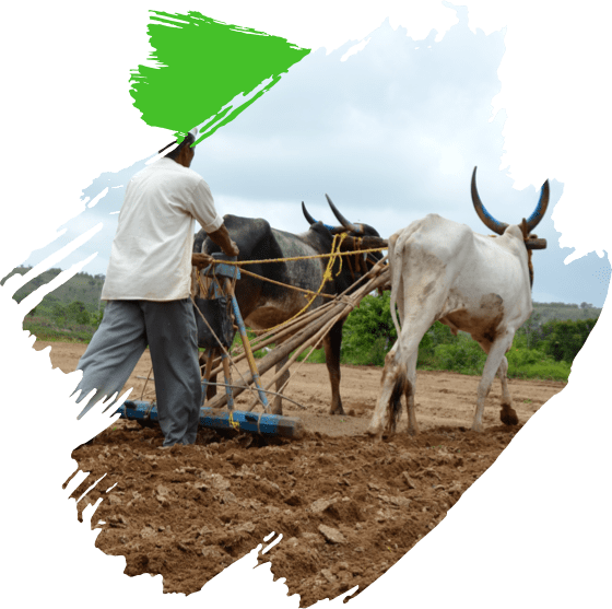 Rural India